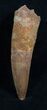 Rooted Spinosaurus Tooth - Nice #5929-2